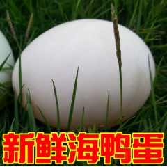 广西北部湾红树林特产正宗新鲜生海鸭蛋 土鸭蛋25枚包邮微商代...