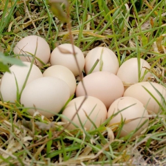 直销批发特产 福建连城白(鹜)鲜鸭蛋 包邮 热销福建 一件代...