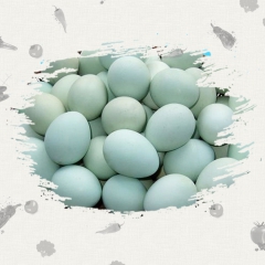 【丹东供应】供应鸡、鸭、鹅种雏 回收种蛋鸭蛋 接受预订