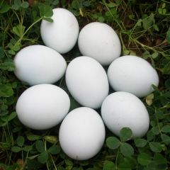 热销批发福建农村连城白(鹜)鸭鸭蛋 包邮26枚/盒 食用鸭蛋...