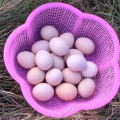 农家自养柴鸡蛋 新鲜固始黑脚土鸡蛋 纯生态无公害笨鸡蛋