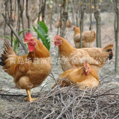 鸡蛋直销 青岛厂家 土鸡蛋现货供应 60g每颗 欢迎订购