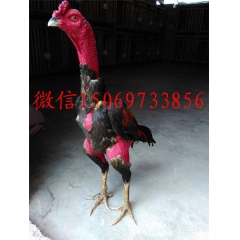 纯种越南斗鸡蛋货到付款