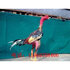 斗鸡种蛋批发 纯种越南斗鸡蛋 泰国斗鸡蛋 供应斗鸡苗