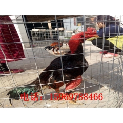 纯种越南斗鸡苗 泰国斗鸡蛋 大量供应斗鸡苗 量大价优