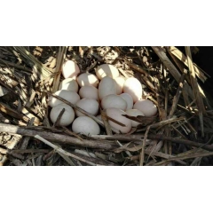 新品 农家散养20枚装土鸡蛋 千岛湖农家鸡蛋 营养绿色有机鸡