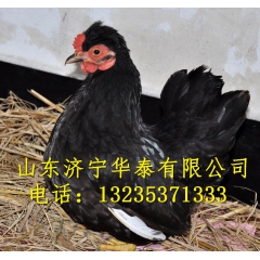 【优质鸡】元宝鸡 元宝鸡鸡苗 元宝鸡鸡蛋