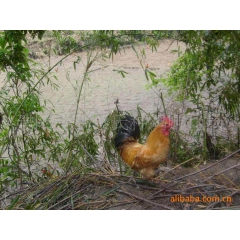 福建土鸡 土鸡蛋 各的各的欢