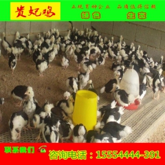 贵妃鸡做种用的养殖场直销  批发贵妃鸡苗  贵妃鸡蛋
