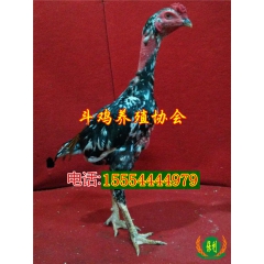纯种斗鸡苗 新鲜斗鸡蛋 斗鸡养殖协会