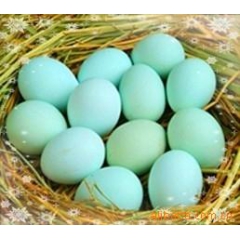 供应五黑鸡鸡蛋、五黑鸡鸡苗、五黑乌骨鸡鸡苗鸡蛋、黑鸡鸡苗