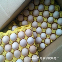 河南西平禽蛋供应 鸡蛋批发 草鸡蛋 笨鸡蛋土鸡蛋 样品免费邮...
