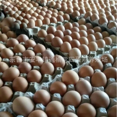 鸡蛋供应 洋鸡蛋批发 普通鸡蛋 放养鸡蛋 纯绿色 健康