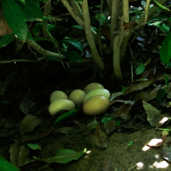 安徽名牌 大别山农家散养40枚装土鸡蛋 新鲜有机认证鸡蛋破损...