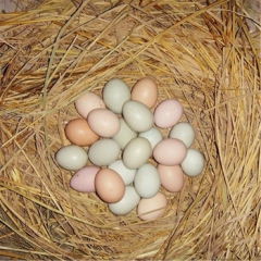 农家正宗土鸡蛋山鸡蛋散养山鸡蛋 散养30枚装