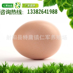 正宗农家散养新鲜土鸡蛋 草鸡蛋笨鸡蛋 品种齐全欢迎来电详询