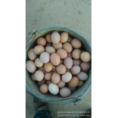 散养芦花土鸡蛋柴鸡蛋草鸡蛋 质量优芦花土鸡蛋 河湟天宝品牌
