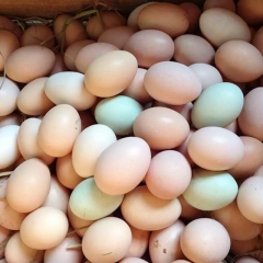 土鸡蛋 新鲜笨鸡蛋 纯天然绿色有机鸡蛋批发