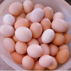 茅庵土鸡蛋  10枚装  紫杉鸡蛋  批发