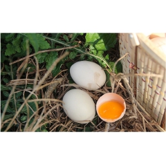 厂家直销 果园新鲜散养土鸡蛋 纯天然孕妇宝草鸡蛋营养 柴鸡蛋