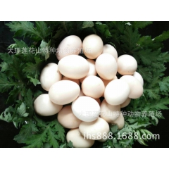 林地散养土鸡蛋