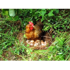 30枚一箱 峨边黑鸡蛋 农村土黑鸡鸡蛋 粮食鸡蛋