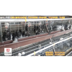 贵妃鸡鸡蛋出售点  长出售年贵妃鸡鸡蛋    贵妃鸡鸡蛋最新...