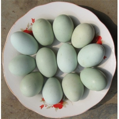 斑嘴野鸭蛋 散养野鸭蛋 孕婴辅食更胜鸡蛋 馈赠礼品 30枚包...