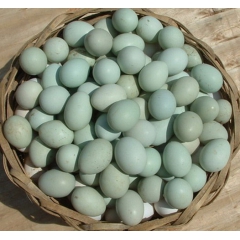 世界硒都恩施白柚林下原生态散养富硒乌鸡蛋