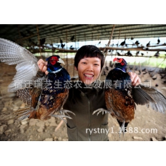 商品山鸡 酒店专用野鸡 养殖山鸡 批发成品山鸡 基地直销山鸡...
