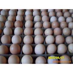 常年提供优质鸡蛋 土鸡蛋 草鸡蛋 鸡苗 土鸡苗