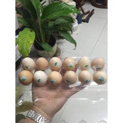 土鸡蛋批发 黄河口土特产农家土鸡蛋 山东农家特产草鸡蛋鲜鸡蛋