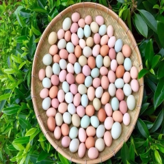 2016山东五谷喂养 彩虹野鸡蛋 一盒30枚 营养比土鸡蛋高...