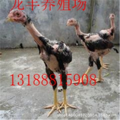 供应纯种斗鸡蛋，越南鬼子斗鸡种蛋，泰国斗鸡蛋保证孵化率