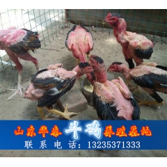 想养殖 找华泰 为您提供斗鸡苗 斗鸡蛋 价格低