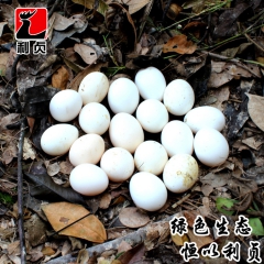 永定利贞农家山地散养原生态新鲜乌鸡蛋 土鸡蛋批发