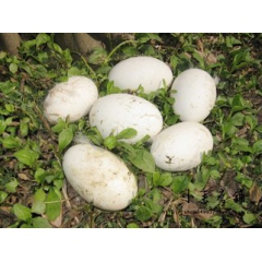 正宗农家土鹅蛋批发 农副产品厂家直销批发天然散养玫瑰鹅蛋