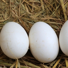 天然散养玫瑰鹅蛋 厂家直销批发正宗农家土鹅蛋批发