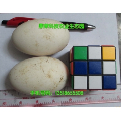 出售优质鹅蛋   品质保证 价格优惠