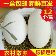新鲜大鹅蛋 天然无污染优质鹅蛋 农家散养土鹅蛋批发 价格优惠