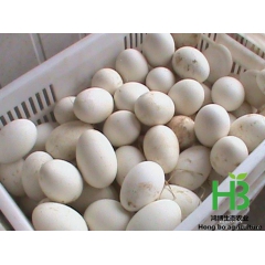 今年鹅蛋价格会涨吗?鹅蛋批发市场价格走势_2016年鹅蛋最新...