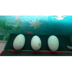 微山湖生鹅蛋 鲜鹅蛋 农家特产 特大 纯天然绿色散养