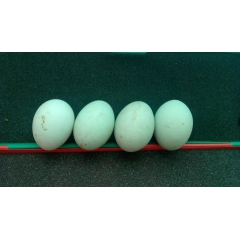 微山湖生鹅蛋 鲜鹅蛋 农家特产 特大 纯天然绿色散养每个14...