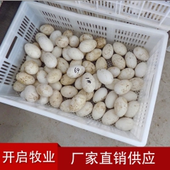 新鲜鹅蛋 农场直销 优质纯天然喂养 高蛋白鹅蛋 现货批发 质...