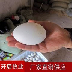 厂家直销优质鹅蛋 无公害 新鲜鹅蛋 农家饲养绿色鹅蛋 高蛋白...