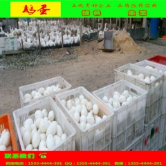 大型养鹅基地常年批发朗德鹅蛋  雁鹅蛋  各种鹅蛋