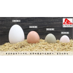 鹅蛋怎样吃更有营养价值     养殖基地批发营养价值高鹅蛋