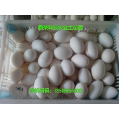 本场长期出售鹅蛋  长期提供健康无公害鹅蛋