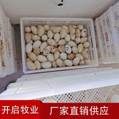 厂家直销优质鹅蛋 无公害新鲜鹅蛋 绿色健康食品 家禽鹅蛋 鹅...