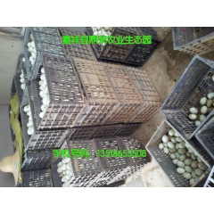 出售新鲜鹅蛋 鹅蛋的价格 鹅蛋出售